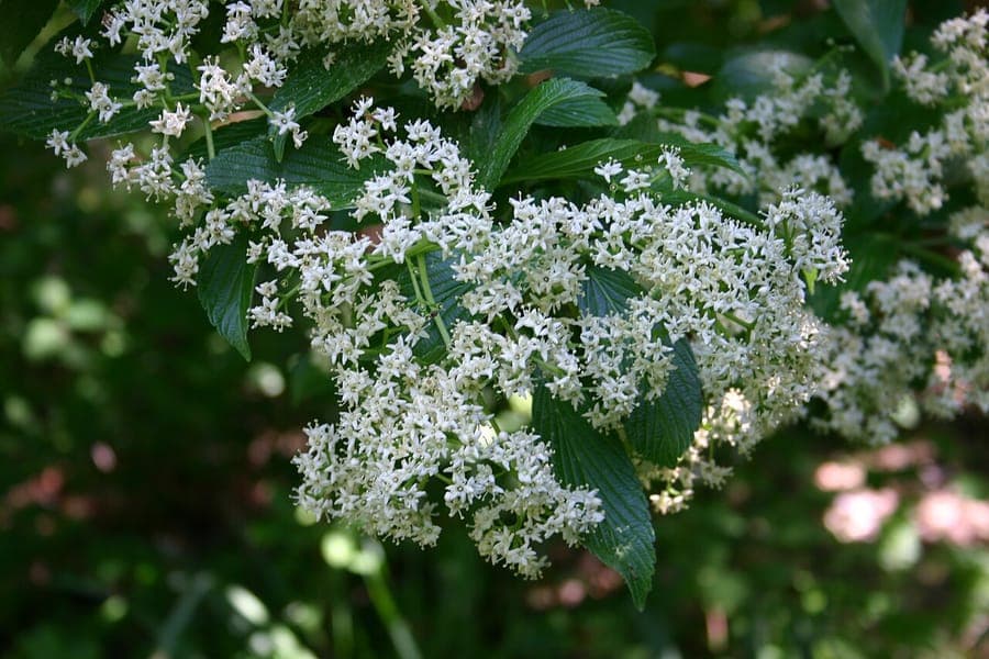 Viburnum sieboldii flowers and foliage