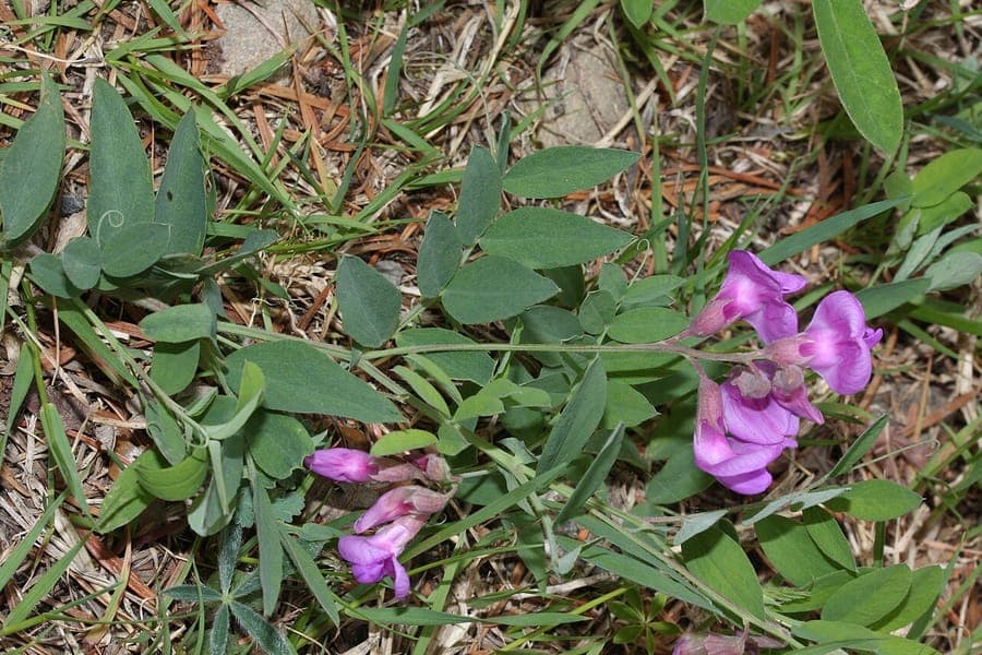 Vicia americana with purple-pink flowers climbing through grassland vegetation