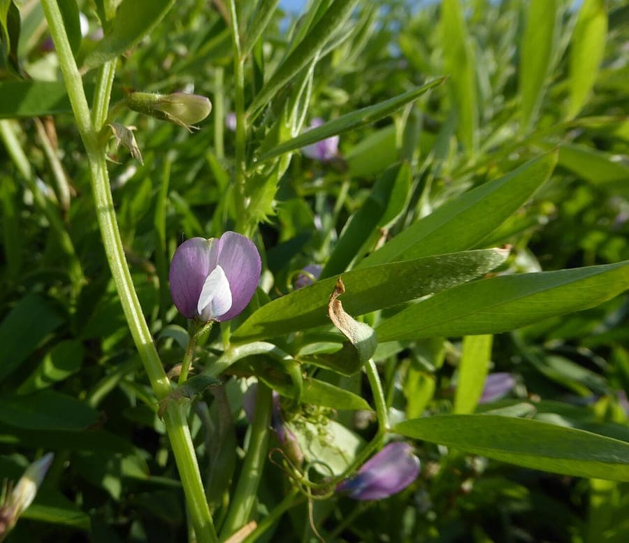 Fleurs bleu clair de la vesce de bithynie au printemps