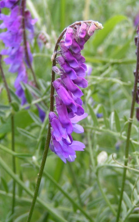 Grappes de fleurs pourpres de la vesce cracca en clotaux