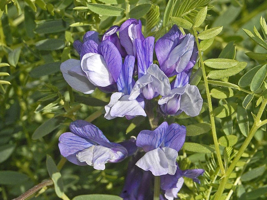 White Great wood-vetch flowers among green foliage in shade garden