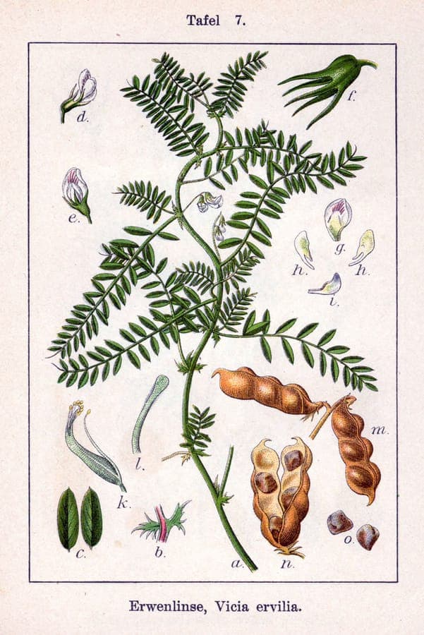 Witte bloemen van linzenwikke op fijne groene ranken
