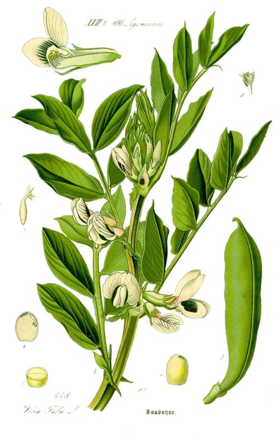White fava bean flowers with distinctive black wing markings in full bloom