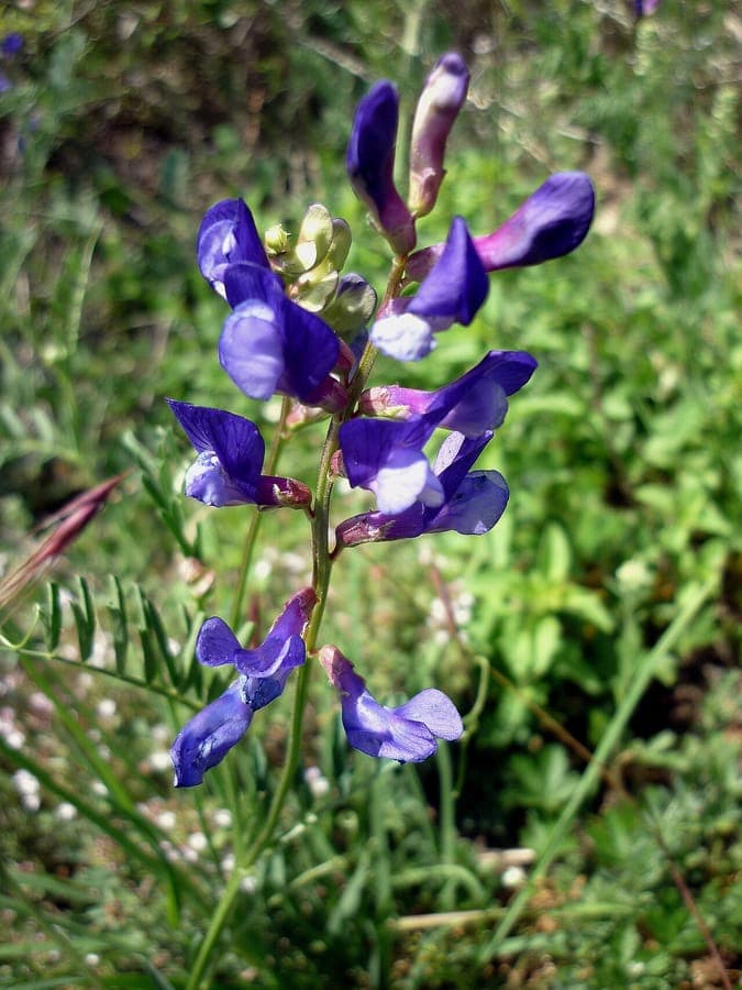 Vicia onobrychioides zeigt zarte blaue Blutenrispen
