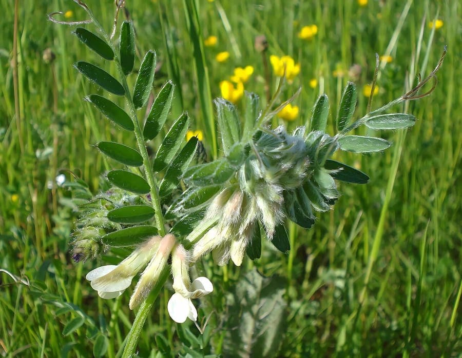 Vesce de Hongrie avec fleurs violettes en milieu naturel