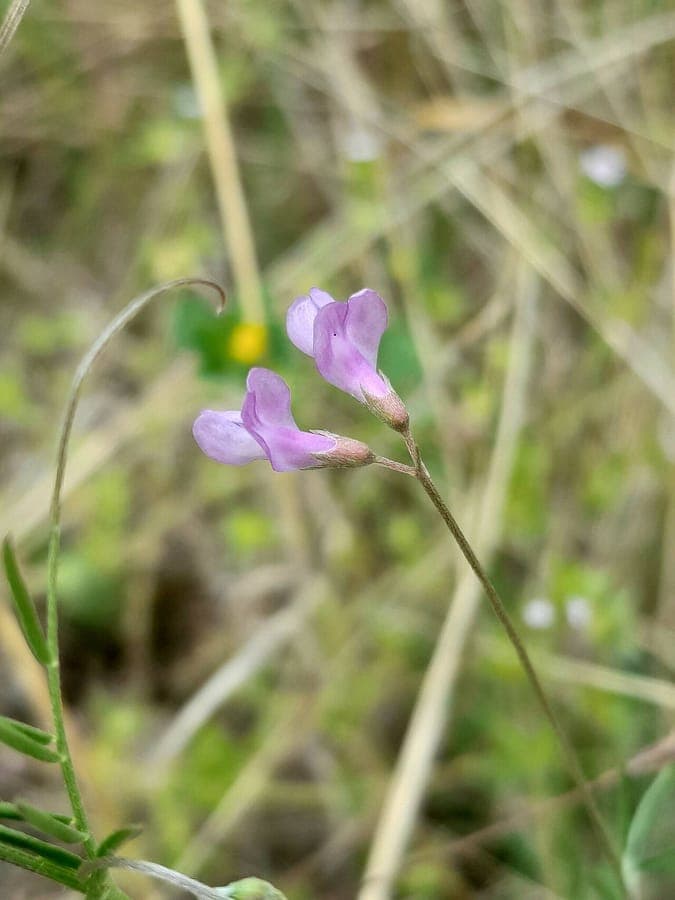 Vesce a fleurs laches avec delicates fleurs rose-violet en jardin