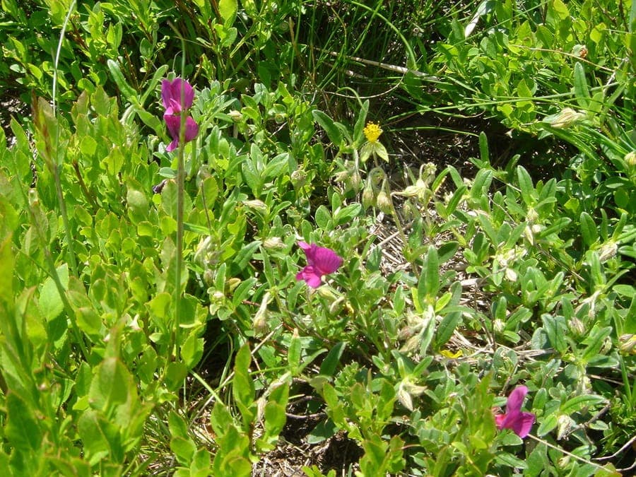 Vicia pyrenaica zeigt zartes Blatt- und Blütenwerk der Alpenflora