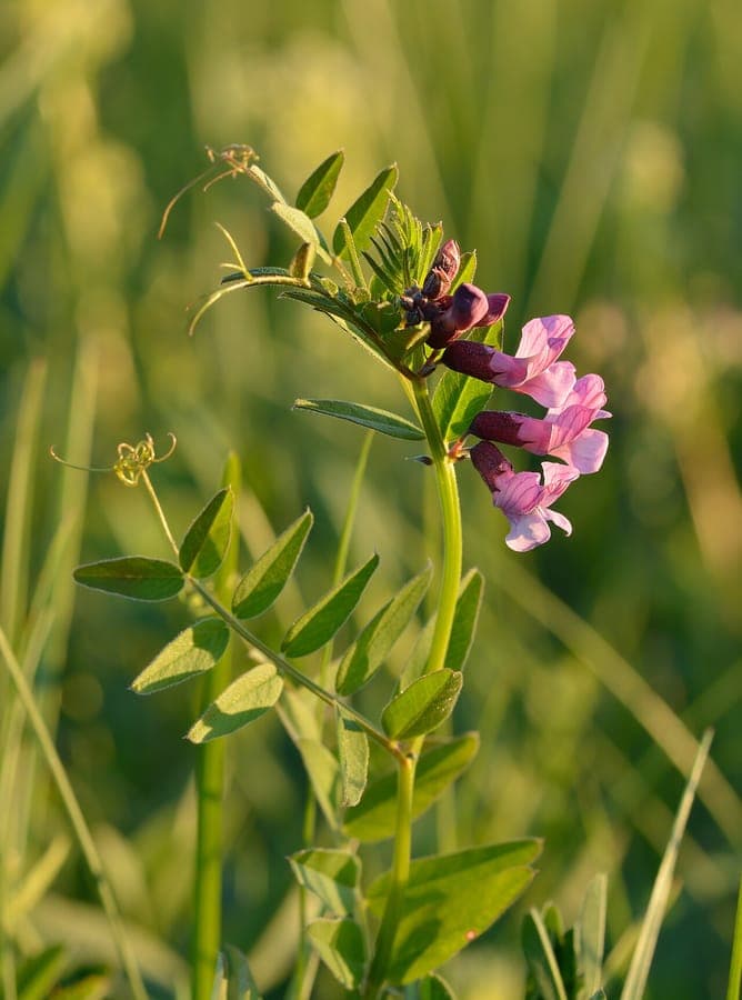 Paarse bloemen van haagwikke plant