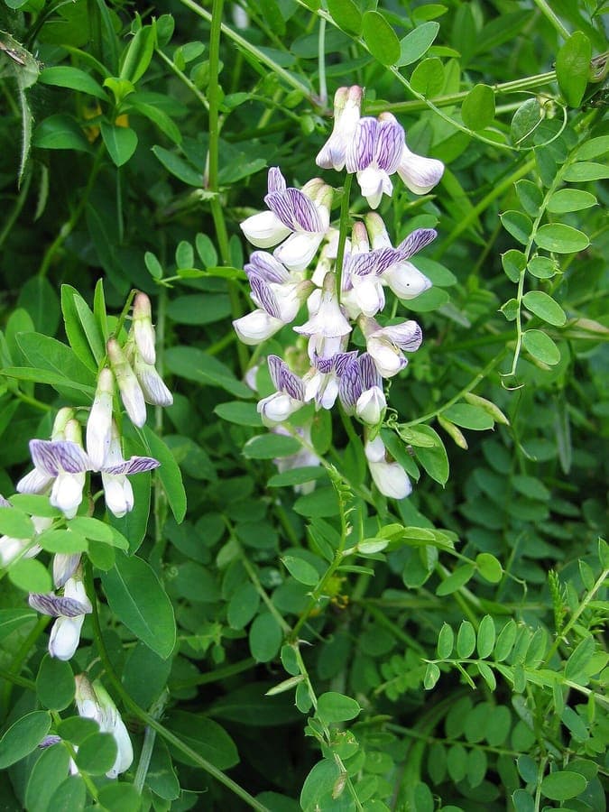 Weiße Bluten der Wald-Wicke Pflanze