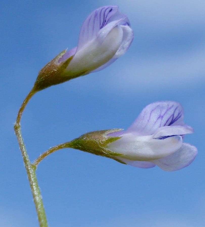 Vicia tetrasperma met paarse bloemen