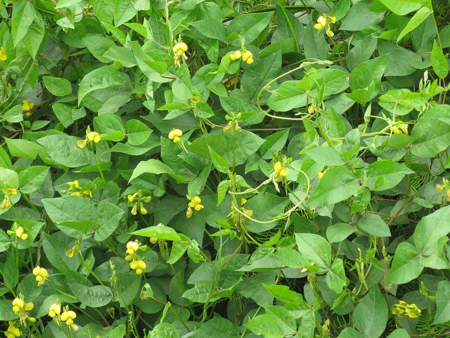 Vigna luteola gele bloemen en blad