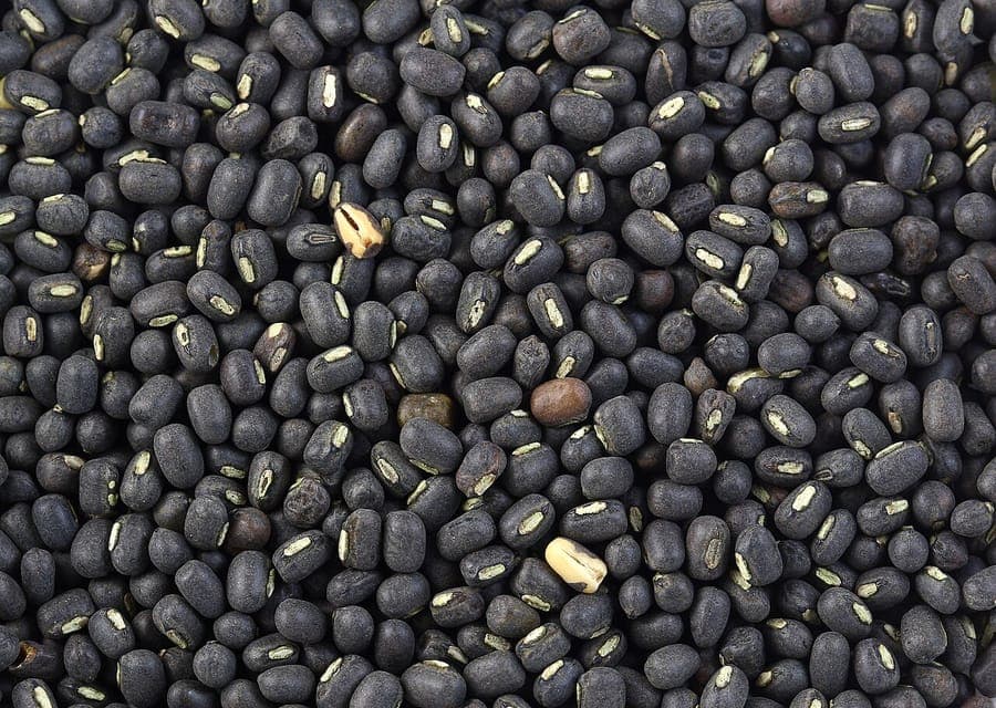 Black gram plant with yellow flowers and narrow pods