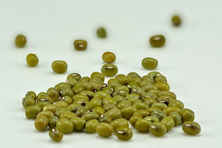 Vigna radiata Mung Bean plants with pods
