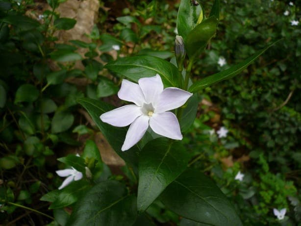 Vinca difformis en fleurs sous un sous-bois clair en février