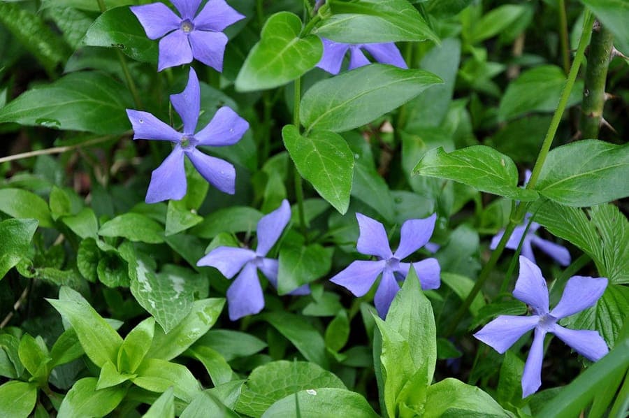 Kraeuteriges Immergruen mit blauen Bluten