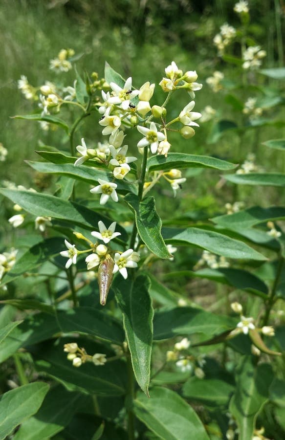 White swallow-wort with delicate flowers