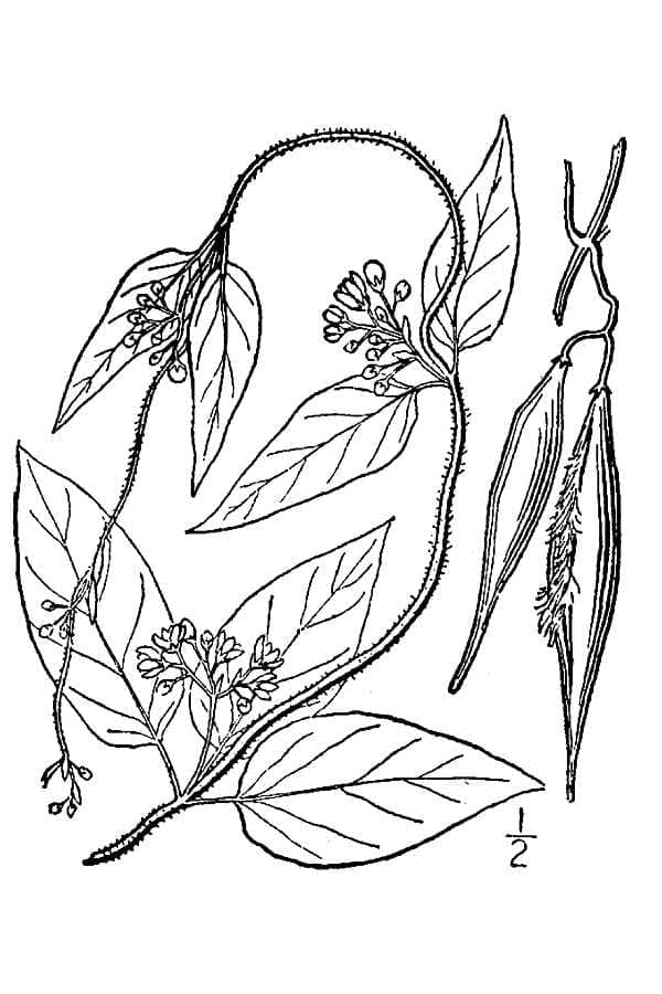 Fleurs sombres du Vincetoxicum nigrum