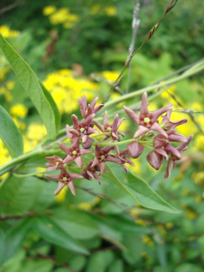 Vincetoxicum rossicum bloemen en blad