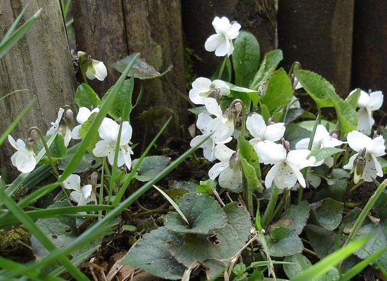 Violette blanche en fleur