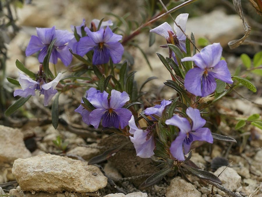 Viola arborescens en fleurs avec fleurs violettes et feuillage vert