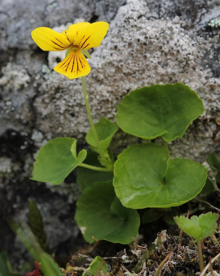 Viola biflora met gele bloemen in alpien habitat
