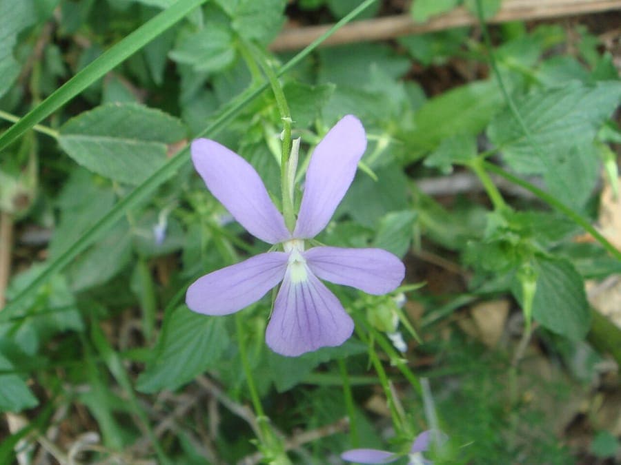 Violette cornue en pleine floraison avec fleurs violettes et jaunes