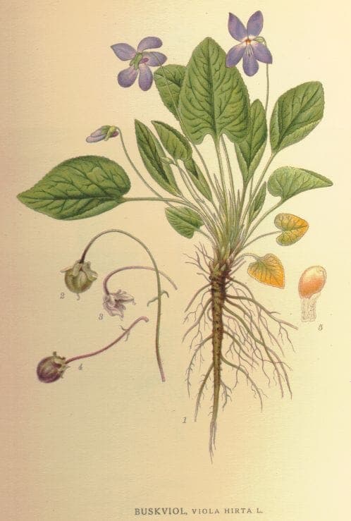 Hairy violet with purple flowers and hairy leaves