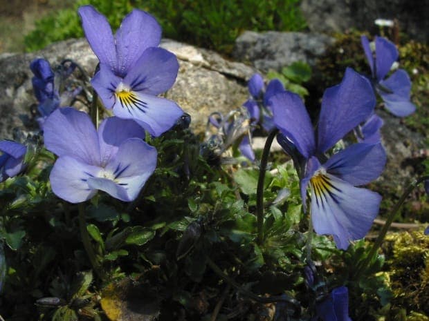 Viola hispida displaying delicate purple flowers with characteristic patterning