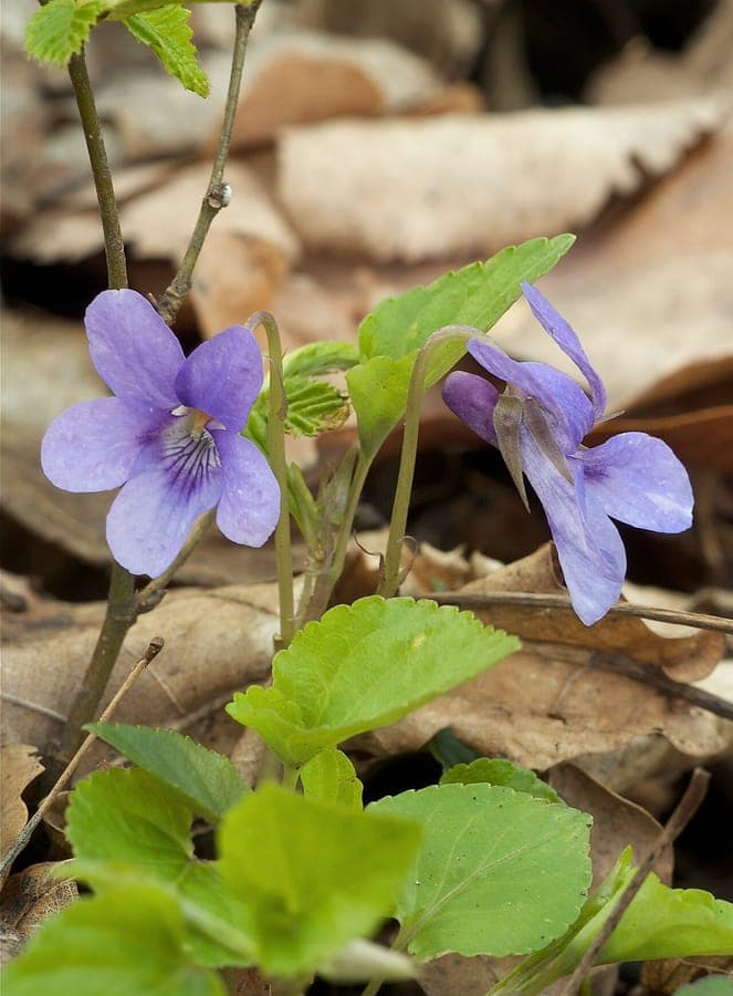 Early dog violet showing purple flowers with pale centers