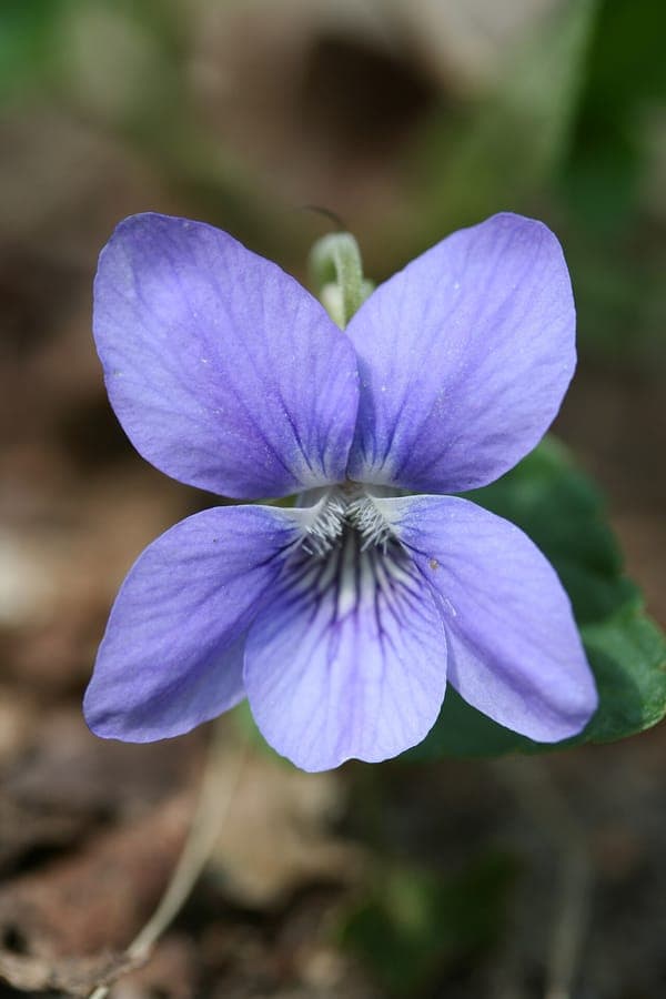 Hain-Veilchen mit violetten Blüten und charakteristischem bleichem Sporn