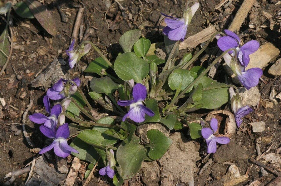 Teesdale violet showing tiny purple flowers on sparse foliage