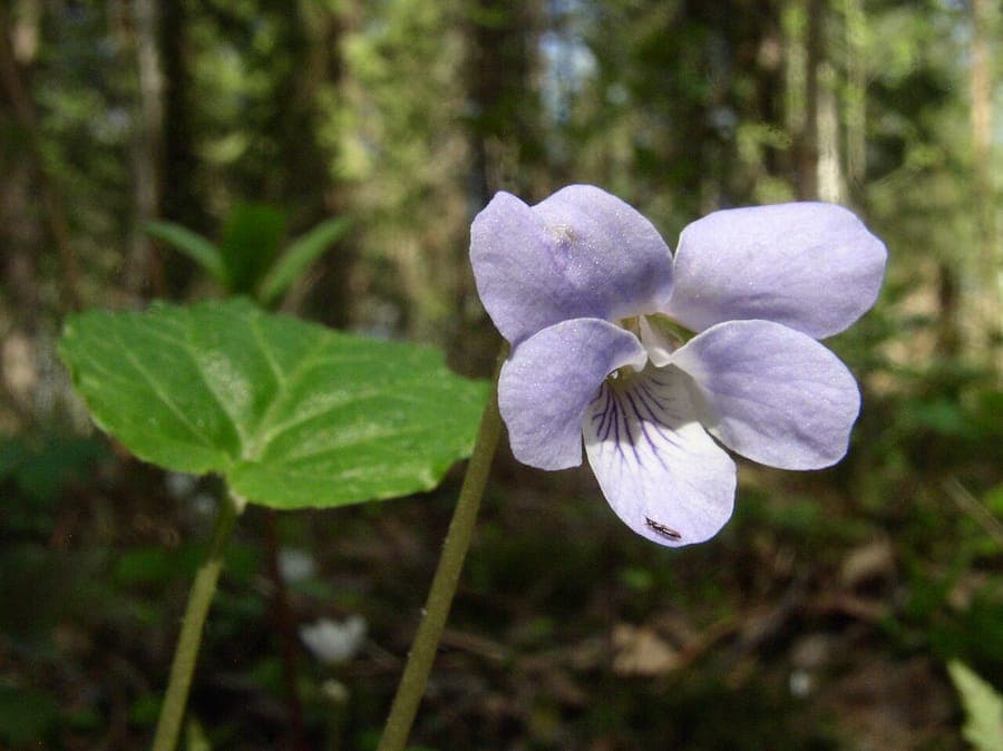 Viola selkirkii mit violetten Blüten und charakteristischen langen Sporen
