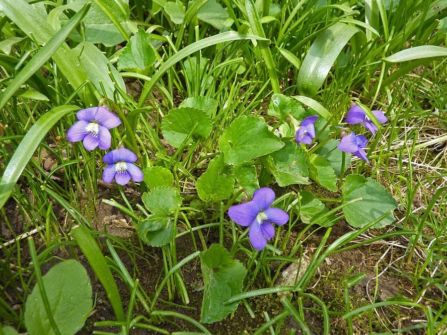 Violette commune avec fleurs bleues en cadre boise