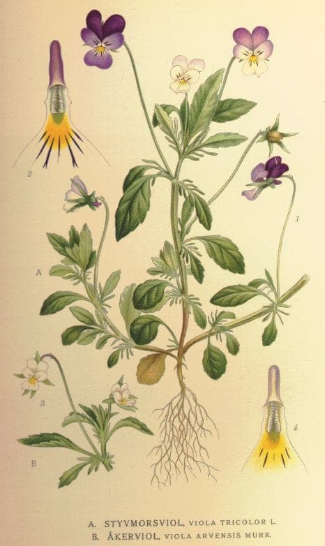 Wildes Stiefmutterchen zeigt dreibunte violett-gelb-weisse Bluten