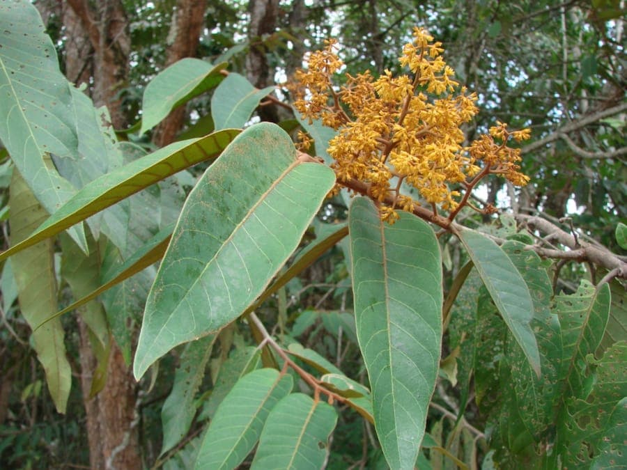 Virola sebifera Rot-Ucuuba-Baum mit Früchten