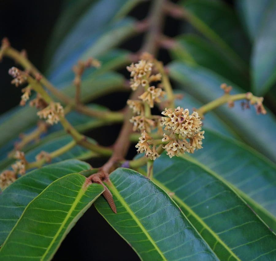 Virola surinamensis tree bark and leaves