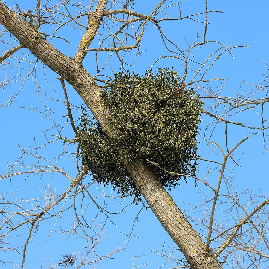 Mistletoe growing on tree branch with characteristic white berries
