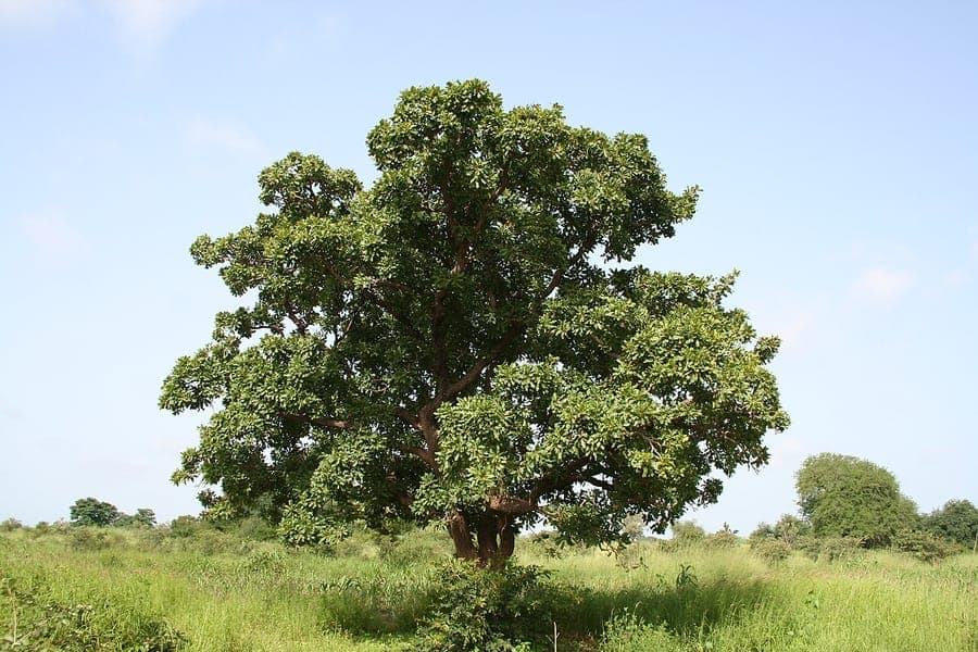 Shea Butter Tree in full growth