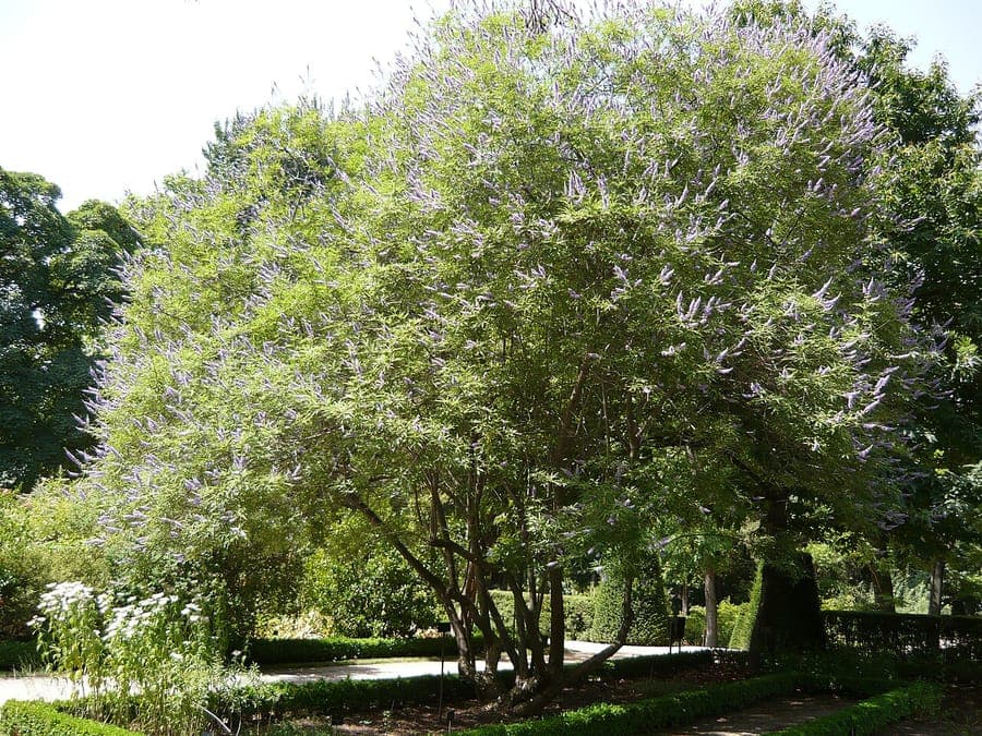 Purple flowers of the Chasteberry shrub