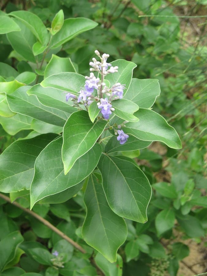 Vitex trifolia paarse bloemen en blad