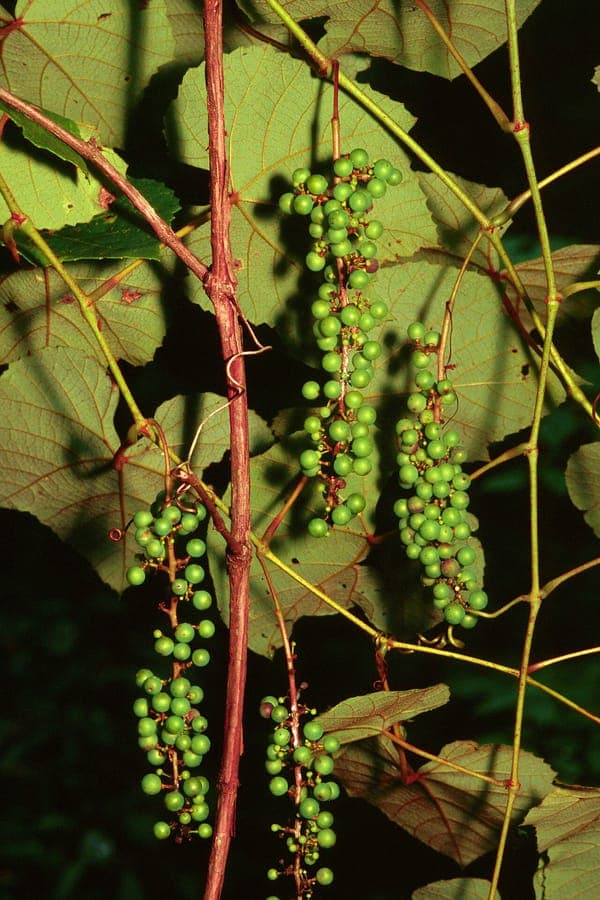 Summer grape with dark blue-black berries