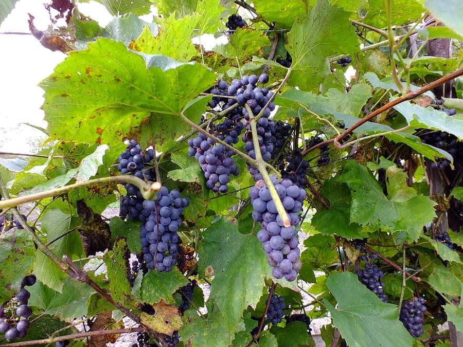 Amur grape in autumn colors, climbing a wooden pergola