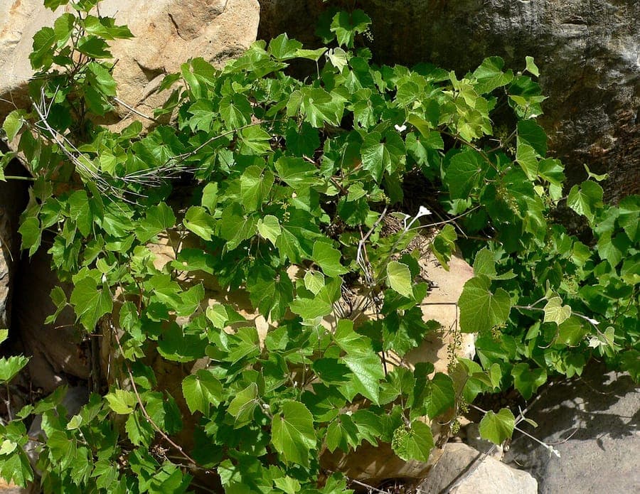Vitis arizonica grapevine with foliage and fruit in canyon habitat