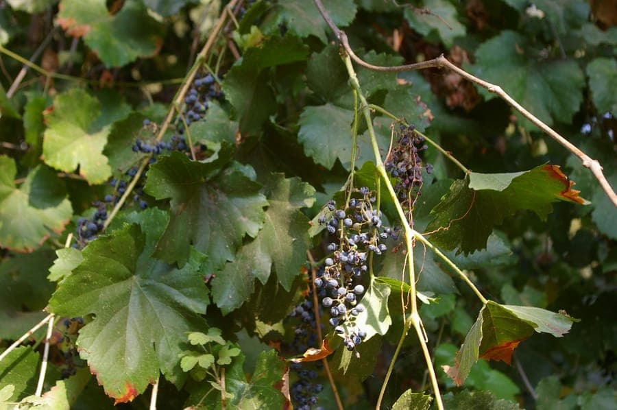 California wild grape leaves and fruit clusters