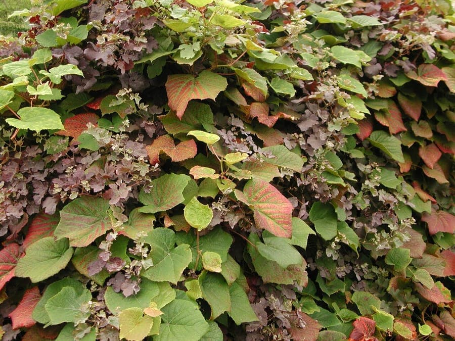 Pruimrode wijnstok met grote rode herfstbladeren op pergola