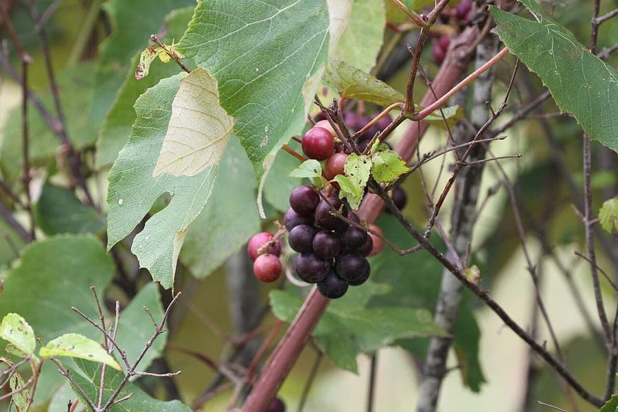 Vitis labrusca druifentros in volle groei op een houten pergola in de zomer