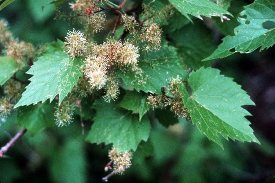 Riverbank grape (Vitis riparia) with green leaves covering sturdy trellis
