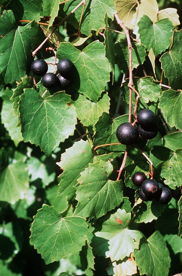 Vigne musquée avec grappes de fruits violets