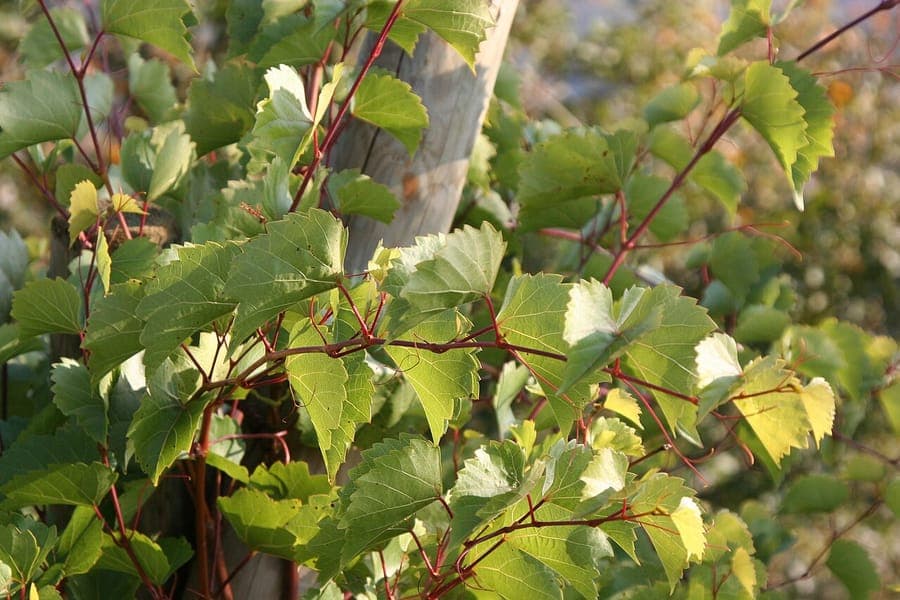 Vitis rupestris climbing a stone wall, showing small green flowers and deep red autumn foliage