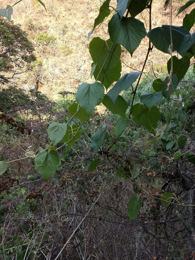 Vitis tiliifolia plante grimpante avec feuillage et baies bleu fonce dans paysage tropical